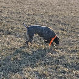 Remmy - German Shorthaired Pointer