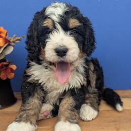 Hali - Tri-color female Bernedoodle puppy in Lancaster, Minnesota from Richardville Hunde