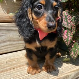 Dachshund Puppies from State Line Dachshunds