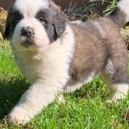 Saint Bernard Puppies from Fletchers Saints
