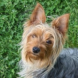 Yorkshire Terriers from T L Tharp Farm