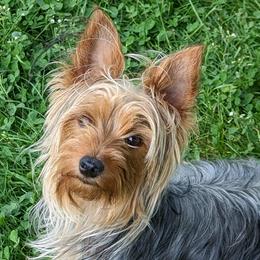 Yorkshire Terriers from T L Tharp Farm