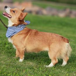 Harley - Fawn female Pembroke Welsh Corgi puppy in Hotchkiss, Colorado from Bell S Ranch