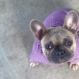 French Bulldogs from David's French Bulldog