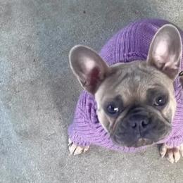 French Bulldogs from David's French Bulldog