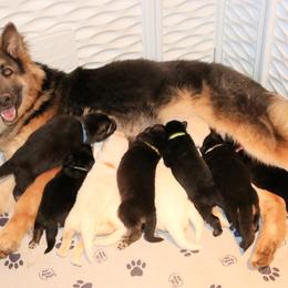 German Shepherd Puppies from Sprague's German Shepherds