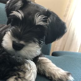 Kao - Miniature Schnauzer