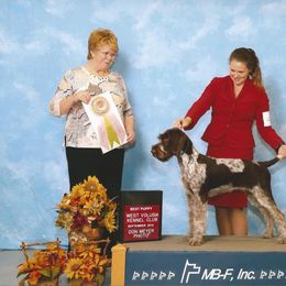 German Wirehaired Pointer Puppies from RipTide Kennels