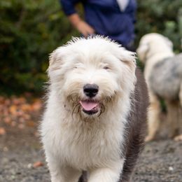 Barney - Old English Sheepdog