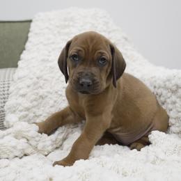 Wine Girl - Red female Redbone Coonhound puppy in Shreveport, Louisiana from BAFERD Kennels
