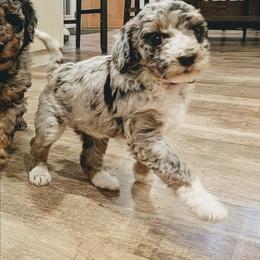 Dottie - Blue merle female Aussiedoodle puppy in Yacolt, Washington from Aussiedoodles by Maggie