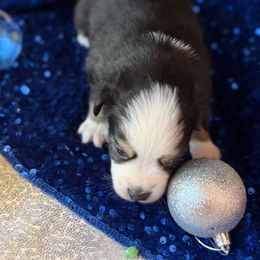Comet - Black & white male Miniature Australian Shepherd puppy in San Tan Valley, Arizona from Jaylee's Miniature Australian Shepherds