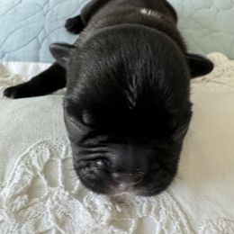 French Bulldog All Grown Up from Pipsters