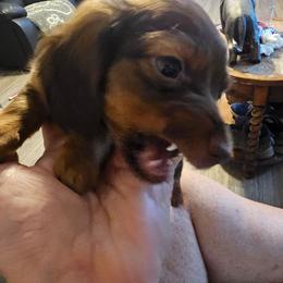 Max - Chocolate and tan male Dachshund puppy in Strong, Arkansas from Dachshunds R Us