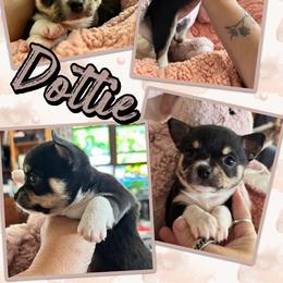 Dottie - Black and white female Chihuahua puppy in South Charleston, Ohio from Fine Whines & Lickers