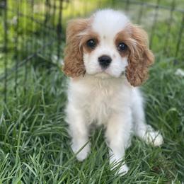 Cavalier King Charles Spaniel and Lowchen Puppies from Uptown Cavaliers