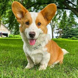 Cardigan Welsh Corgi puppies from Highplains Herders