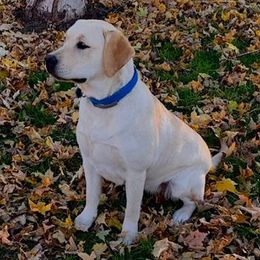 Lylah - Labrador Retriever