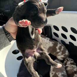 Black and White Female - 1600 - Black & white female Australian Shepherd puppy in Morristown, Tennessee from Lakeway Farms