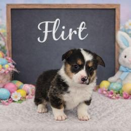Flirt - Black and tan female Pembroke Welsh Corgi puppy in Briggsdale, Colorado from Lovebird Corgis