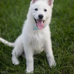 Blue collar - White female Berger Blanc Suisse puppy in Chestnut, Illinois from Fireside Fernweh