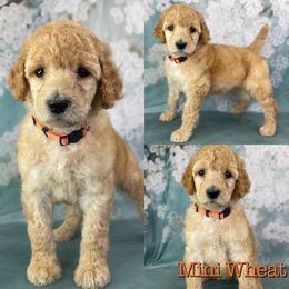 Mini Wheat - Poodle puppy in Swansboro, North Carolina from Monarch Standard Poodles