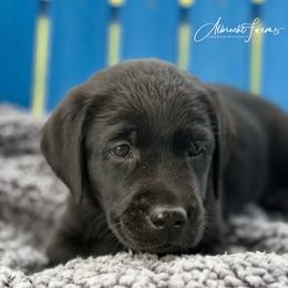 Purple Girl - Black female Labrador Retriever puppy in Colorado from Albrecht Farms Labrador Retrievers