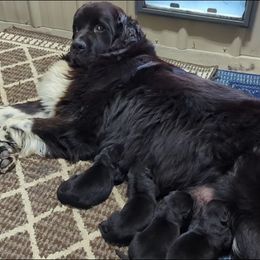 Female 3 - Black female Newfoundland puppy in Burfordville, Missouri from Umfleet Farms