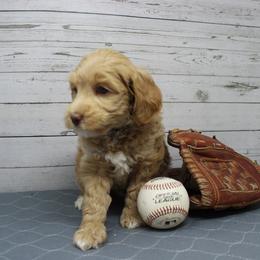 Blue collar Yankee - Caramel male Australian Labradoodle puppy in Provo, Utah from EllsWORTH Labradoodles LLC