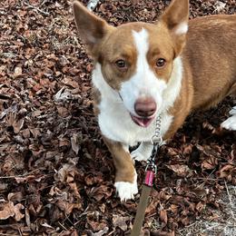 Letty - Cardigan Welsh Corgi