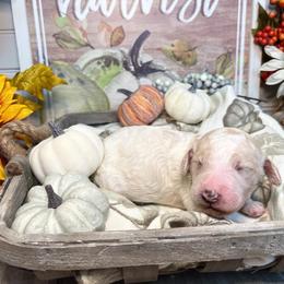 Poodle Puppies from Spanish Flower Standard Poodles