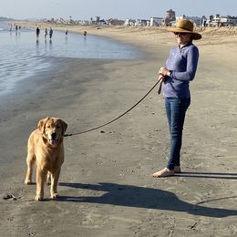 Golden Retriever All Grown Up from Insignia Goldens