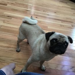 Gertie - Pug
