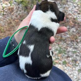 Boy 4 - Beatrice litter - Black brown and white male Basset Hound puppy in Noblesville, Indiana from Russell Bassets