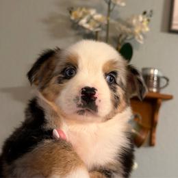 Rosa - Blue merle female Miniature Australian Shepherd puppy in Myakka City, Florida from Gable A Aussies