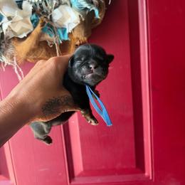 Reef - Brindle male Shih Tzu puppy in Manahawkin, New Jersey from Lilly’s Seashore Shih Tzus