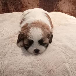 Maybelline - Black gold and white female Shih Tzu puppy in Grand Prairie, Texas from R&R Shih-Tzus & Stud Services