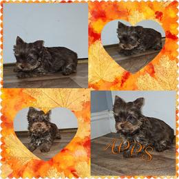 Boy 5 - Gold Yorkshire Terrier puppy in Wartburg, Tennessee from Amanda's Precious Pups