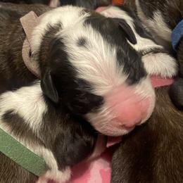Saint Bernard puppies from Magnolia Saint Bernards