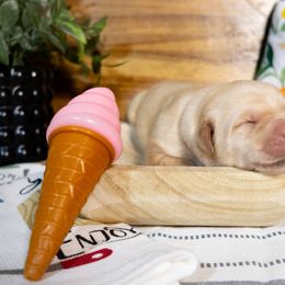Sundae - Yellow female Labrador Retriever puppy in Green Lake, Wisconsin from Breezy Retrievers