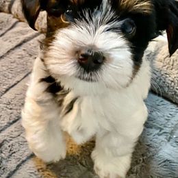 Biewer Terrier Puppies from Caramore Farm