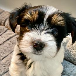 Biewer Terrier Puppies from Caramore Farm