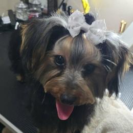 Layla - Black and tan female Yorkshire Terrier puppy in Aiken, South Carolina from Yorkshires Yorkies