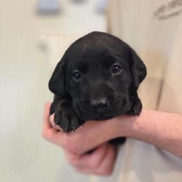 2nd Girl - Black female Labrador Retriever puppy in Decatur, Indiana from Sporting Ridge K9’s