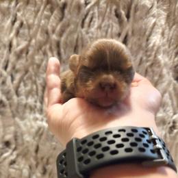 Chocolate and tan boy - Chocolate and tan male Chihuahua puppy in Richmond, Virginia from Breens