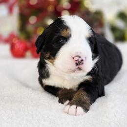 Charlie - Black rust and white male Bernese Mountain Dog puppy in Elk Ridge, Utah from Sugarplum Bernese