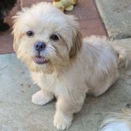 Teddy - Cream and white male Shih Tzu puppy in Victorville, California from RUMBLE n TUMBLE