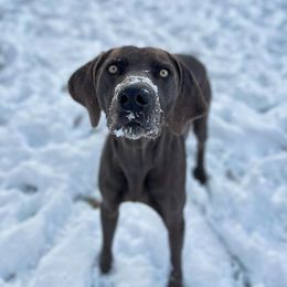 Becks - Weimaraner