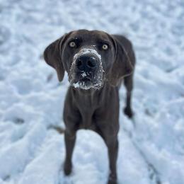 Becks - Weimaraner