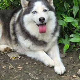 Sierra - Black and white female Pomsky puppy in New Lenox, Illinois from Illinois Poms